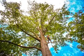 How Our Tree Care Process Works  in  Hollidaysburg, PA