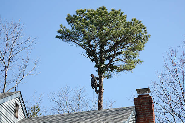 Reliable Hollidaysburg, PA Tree Care Solutions